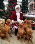 Santa and vizslas